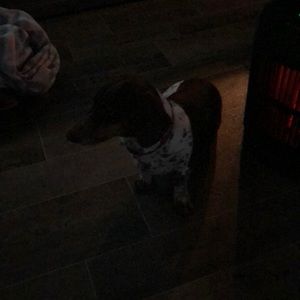 Meet your Posher, Roy